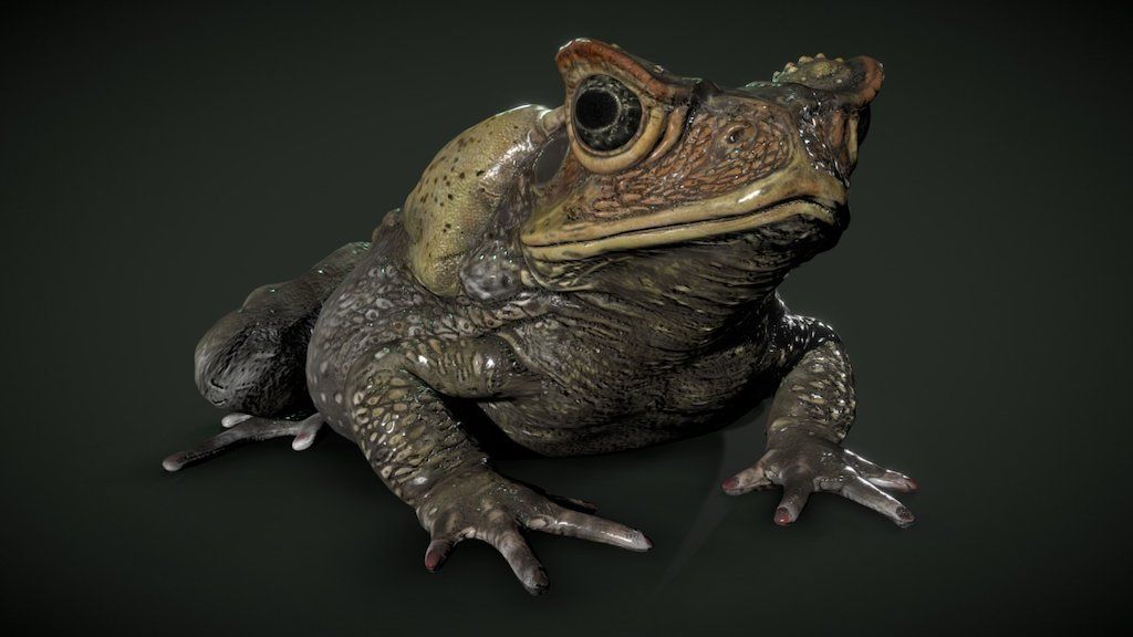 The Bufo Alvarius Toad Medicine – Wake-Up To Your Higher Self