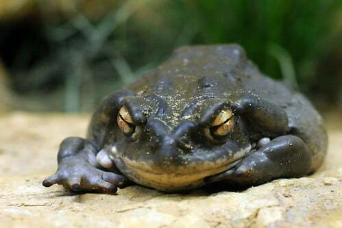 Bufo Alvarius