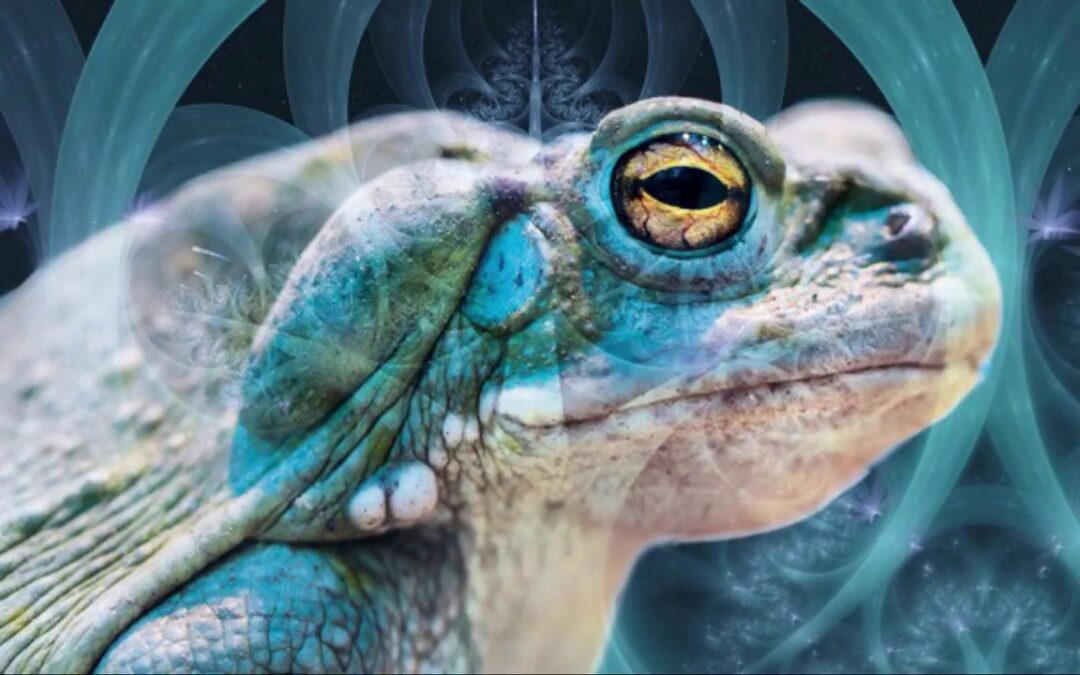 Introduction To The Healing powers Of Bufo Alvarius & 5-MeO-DMT.